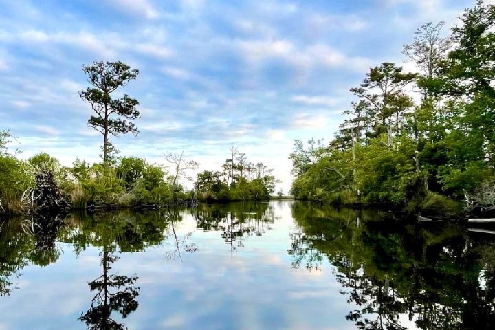 a tree next to a body of water