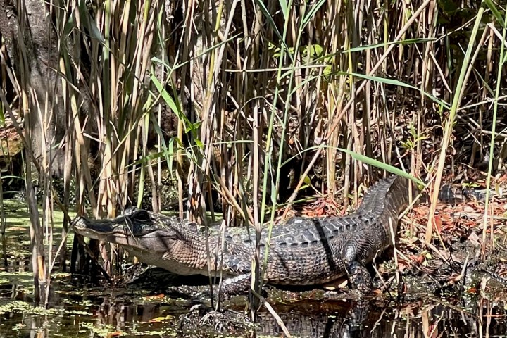 a bird that is standing in the grass