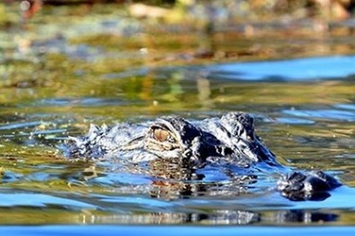 an animal swimming in the water