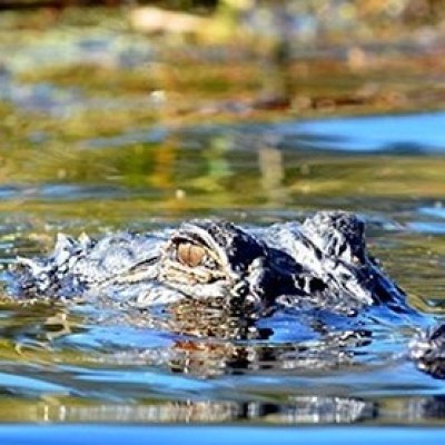 an animal swimming in the water