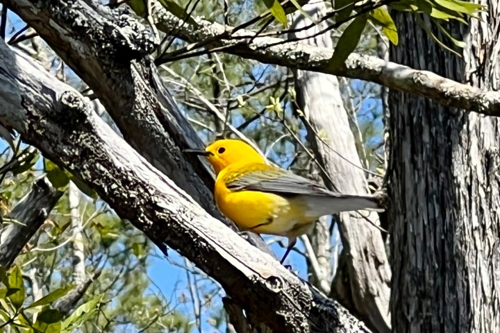 a bird perched on a tree branch