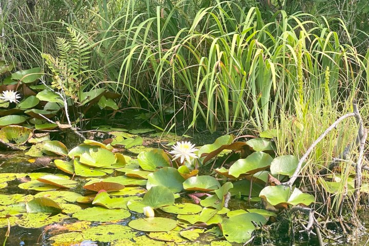 a garden with water in the background