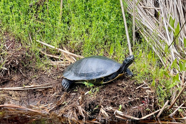 a turtle in the grass