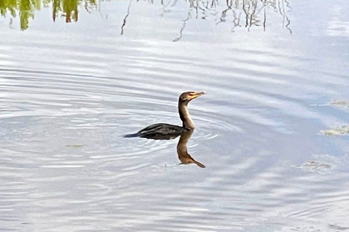 a bird swimming in water next to a body of water