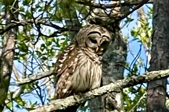 a bird perched on a tree branch